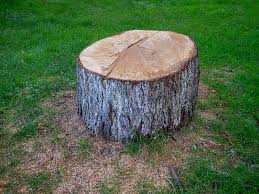 Best Tree Disease Treatment  in Captains Cove, VA