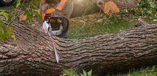 Best Tree Health Inspection  in Captains Cove, VA