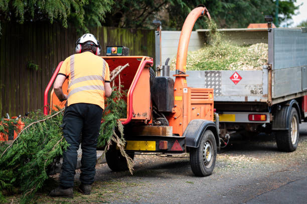How Our Tree Care Process Works  in  Captains Cove, VA