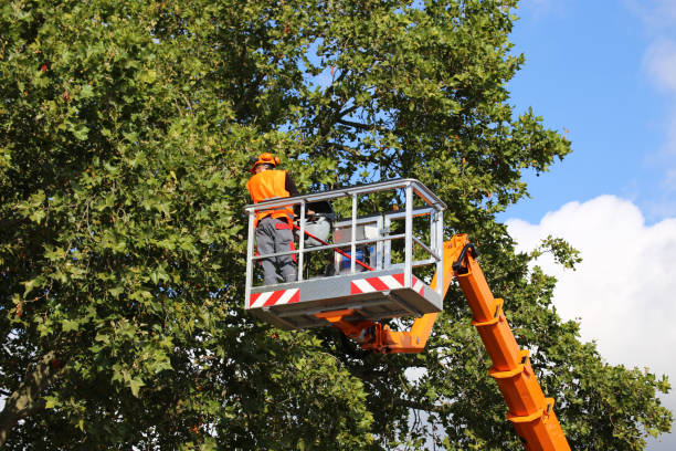 Best Tree Risk Assessment  in Captains Cove, VA