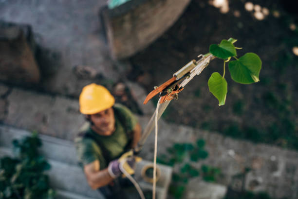 Best Arborist Consultation Services  in Captains Cove, VA