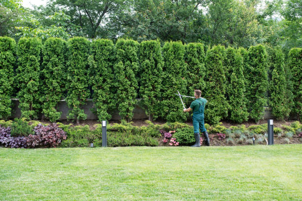 Best Stump Grinding and Removal  in Captains Cove, VA