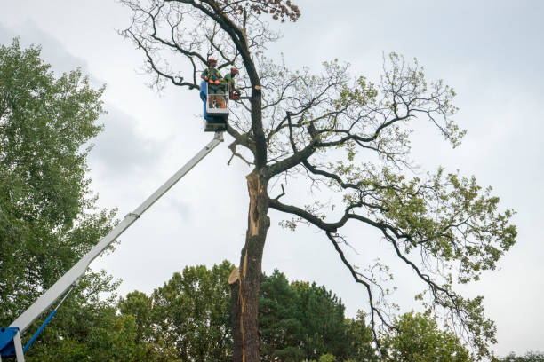 Best Leaf Removal  in Captains Cove, VA