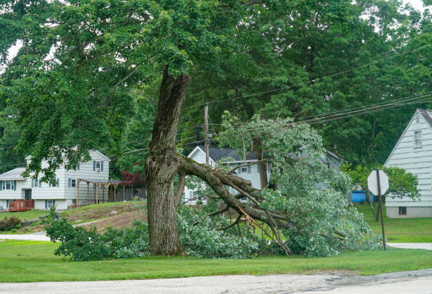 Best Fruit Tree Pruning  in Captains Cove, VA