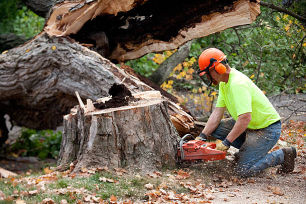 Professional Tree Services in Captains Cove, VA