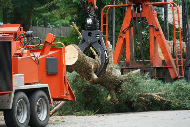 Best Storm Damage Tree Cleanup  in Captains Cove, VA