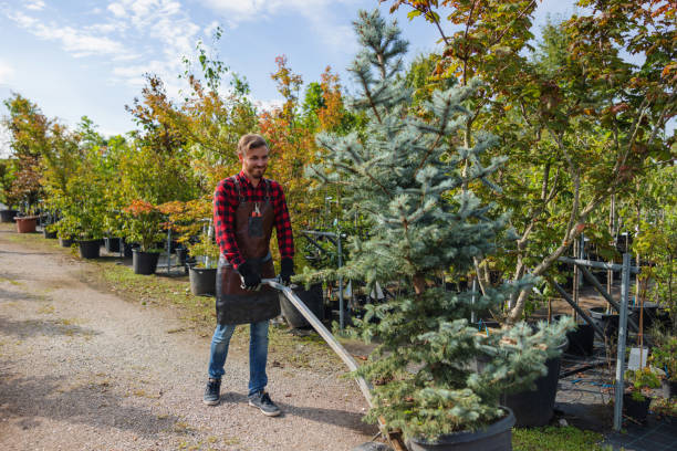 Best Tree Removal  in Captains Cove, VA