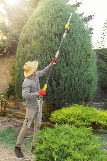 Best Tree Maintenance Programs  in Captains Cove, VA